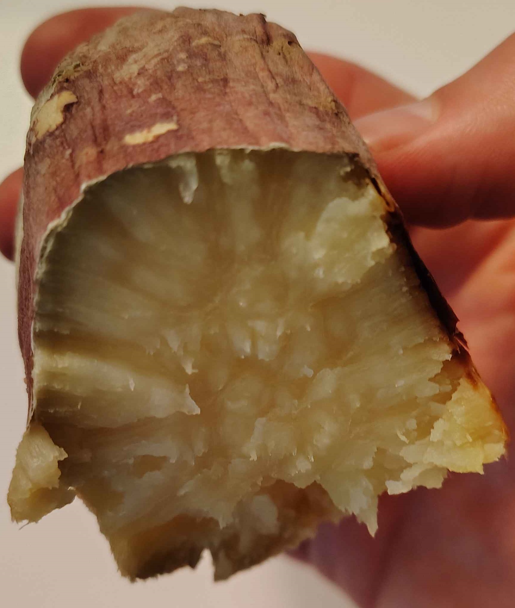 root_sourdough_japanese_sweetpotato